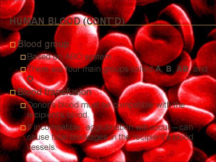 HUMAN BLOOD (CONT’D) � Blood group � Based on ABO system � There are HUMAN BLOOD (CONT’D) � Blood group � Based on ABO system � There are