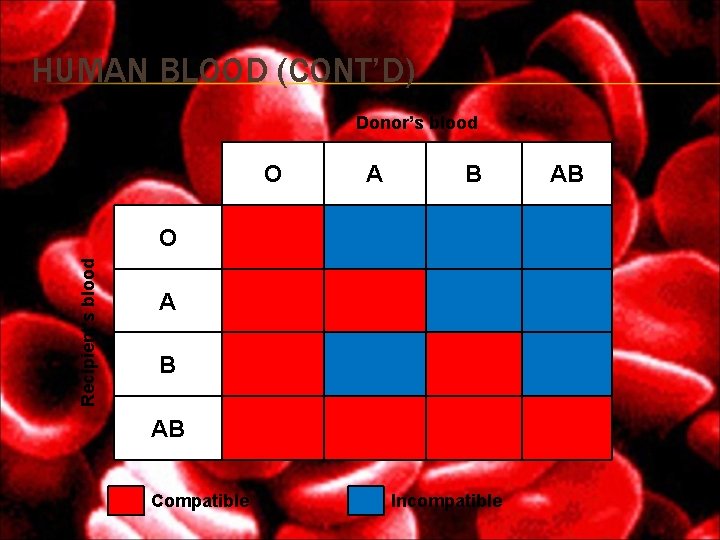 HUMAN BLOOD (CONT’D) Donor’s blood O A B Recipient’s blood O A B AB HUMAN BLOOD (CONT’D) Donor’s blood O A B Recipient’s blood O A B AB