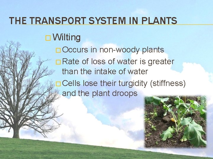 THE TRANSPORT SYSTEM IN PLANTS � Wilting � Occurs in non-woody plants � Rate THE TRANSPORT SYSTEM IN PLANTS � Wilting � Occurs in non-woody plants � Rate