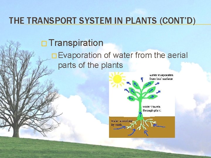 THE TRANSPORT SYSTEM IN PLANTS (CONT’D) � Transpiration � Evaporation of water from the THE TRANSPORT SYSTEM IN PLANTS (CONT’D) � Transpiration � Evaporation of water from the