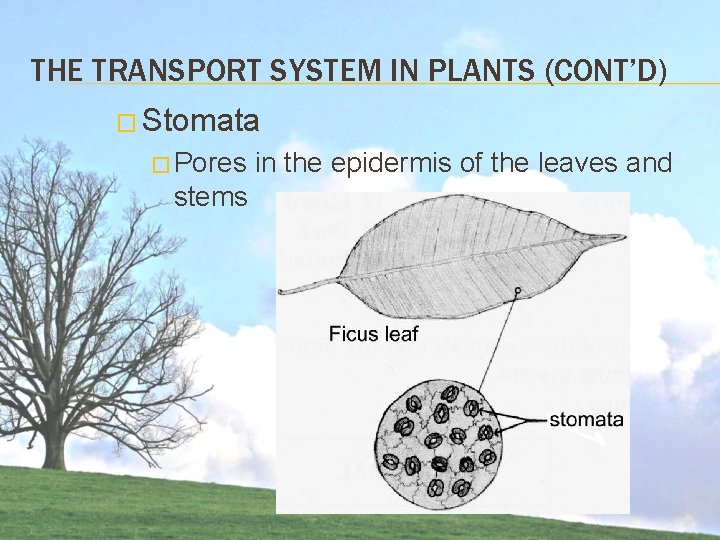 THE TRANSPORT SYSTEM IN PLANTS (CONT’D) � Stomata � Pores stems in the epidermis THE TRANSPORT SYSTEM IN PLANTS (CONT’D) � Stomata � Pores stems in the epidermis