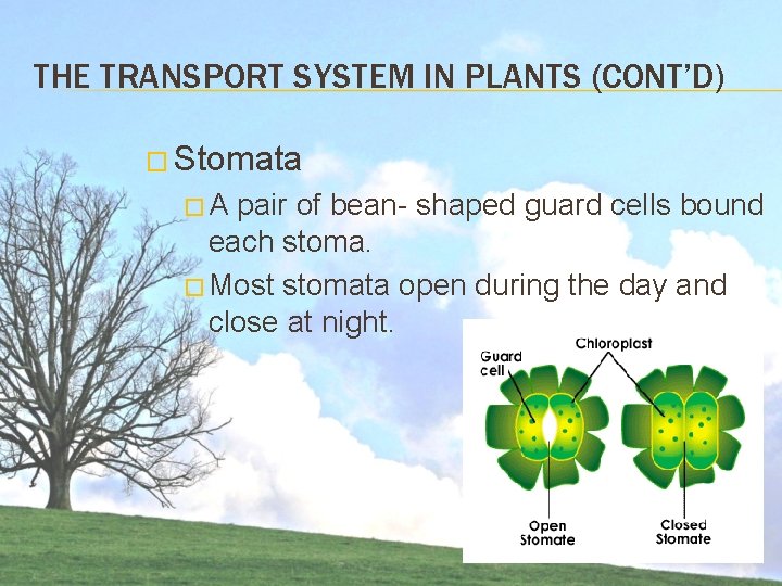 THE TRANSPORT SYSTEM IN PLANTS (CONT’D) � Stomata �A pair of bean- shaped guard THE TRANSPORT SYSTEM IN PLANTS (CONT’D) � Stomata �A pair of bean- shaped guard