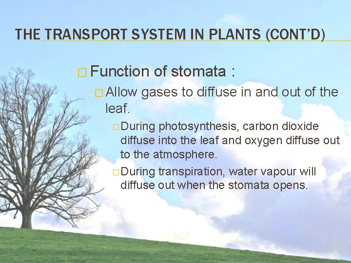 THE TRANSPORT SYSTEM IN PLANTS (CONT’D) � Function � Allow of stomata : gases THE TRANSPORT SYSTEM IN PLANTS (CONT’D) � Function � Allow of stomata : gases