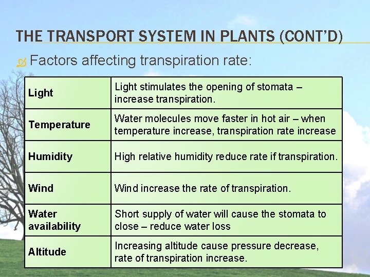 THE TRANSPORT SYSTEM IN PLANTS (CONT’D) Factors affecting transpiration rate: Light stimulates the opening THE TRANSPORT SYSTEM IN PLANTS (CONT’D) Factors affecting transpiration rate: Light stimulates the opening