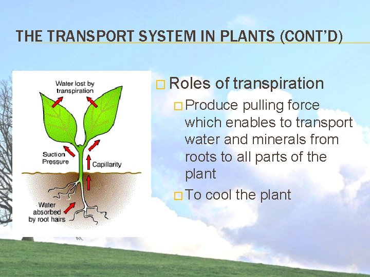 THE TRANSPORT SYSTEM IN PLANTS (CONT’D) � Roles of transpiration � Produce pulling force THE TRANSPORT SYSTEM IN PLANTS (CONT’D) � Roles of transpiration � Produce pulling force