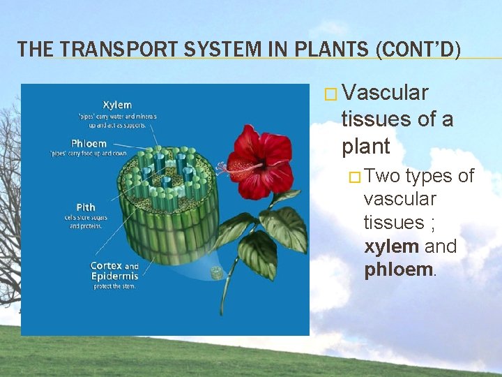 THE TRANSPORT SYSTEM IN PLANTS (CONT’D) � Vascular tissues of a plant � Two THE TRANSPORT SYSTEM IN PLANTS (CONT’D) � Vascular tissues of a plant � Two