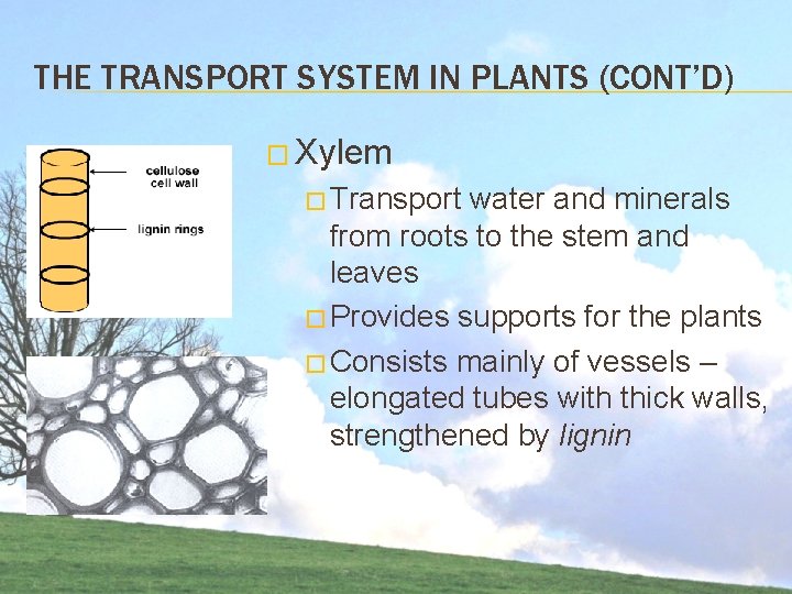 THE TRANSPORT SYSTEM IN PLANTS (CONT’D) � Xylem � Transport water and minerals from THE TRANSPORT SYSTEM IN PLANTS (CONT’D) � Xylem � Transport water and minerals from