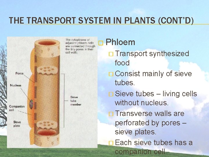 THE TRANSPORT SYSTEM IN PLANTS (CONT’D) � Phloem � Transport synthesized food � Consist THE TRANSPORT SYSTEM IN PLANTS (CONT’D) � Phloem � Transport synthesized food � Consist