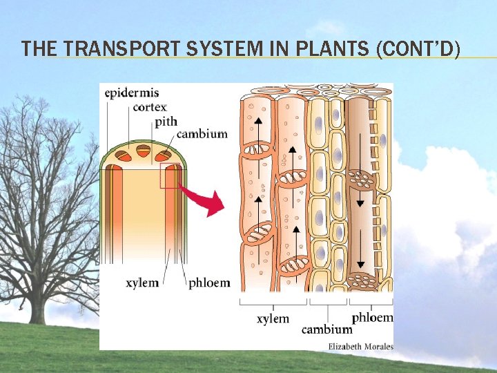 THE TRANSPORT SYSTEM IN PLANTS (CONT’D) THE TRANSPORT SYSTEM IN PLANTS (CONT’D)