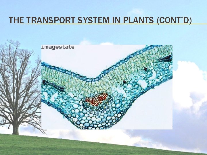 THE TRANSPORT SYSTEM IN PLANTS (CONT’D) THE TRANSPORT SYSTEM IN PLANTS (CONT’D)