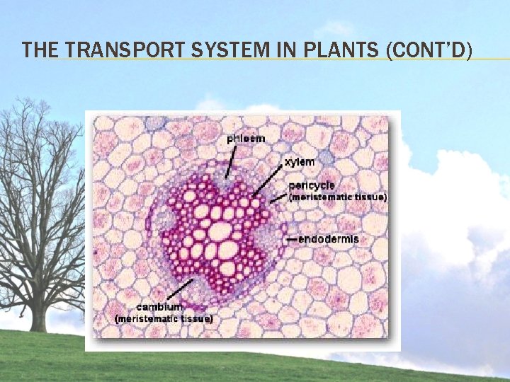 THE TRANSPORT SYSTEM IN PLANTS (CONT’D) THE TRANSPORT SYSTEM IN PLANTS (CONT’D)