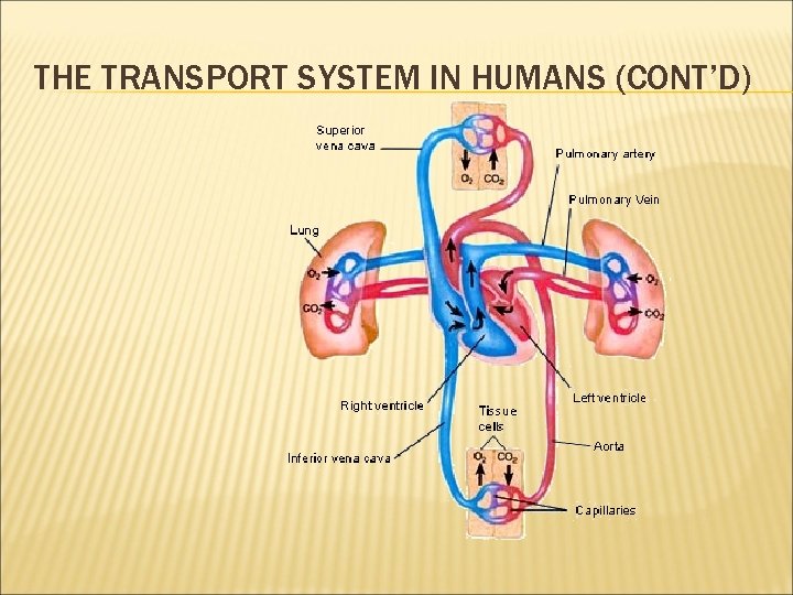 THE TRANSPORT SYSTEM IN HUMANS (CONT’D) THE TRANSPORT SYSTEM IN HUMANS (CONT’D)
