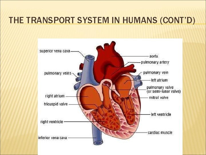 THE TRANSPORT SYSTEM IN HUMANS (CONT’D) THE TRANSPORT SYSTEM IN HUMANS (CONT’D)
