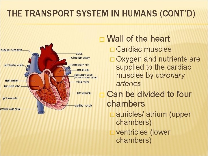 THE TRANSPORT SYSTEM IN HUMANS (CONT’D) � Wall of the heart � Cardiac muscles THE TRANSPORT SYSTEM IN HUMANS (CONT’D) � Wall of the heart � Cardiac muscles