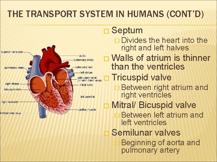 THE TRANSPORT SYSTEM IN HUMANS (CONT’D) � Septum � Divides the heart into the THE TRANSPORT SYSTEM IN HUMANS (CONT’D) � Septum � Divides the heart into the