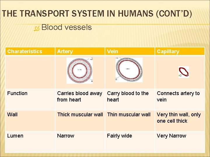 THE TRANSPORT SYSTEM IN HUMANS (CONT’D) Blood vessels Charateristics Artery Vein Function Carries blood THE TRANSPORT SYSTEM IN HUMANS (CONT’D) Blood vessels Charateristics Artery Vein Function Carries blood