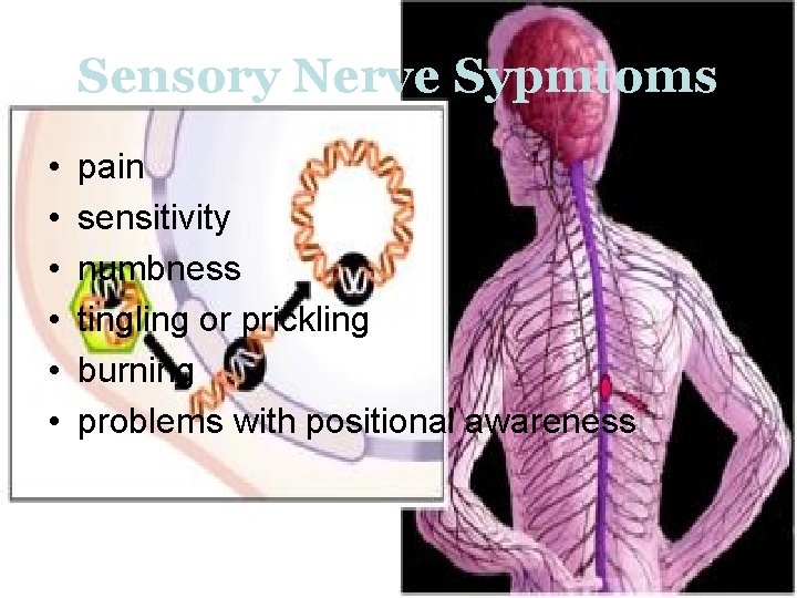 Sensory Nerve Sypmtoms • • • pain sensitivity numbness tingling or prickling burning problems