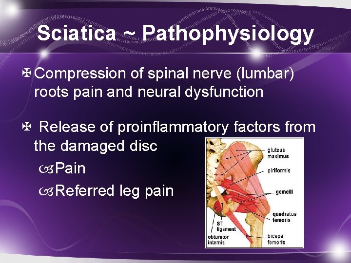 Sciatica ~ Pathophysiology Compression of spinal nerve (lumbar) roots pain and neural dysfunction Release