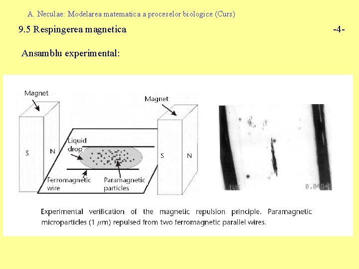 A. Neculae: Modelarea matematica a proceselor biologice (Curs) 9. 5 Respingerea magnetica Ansamblu experimental: