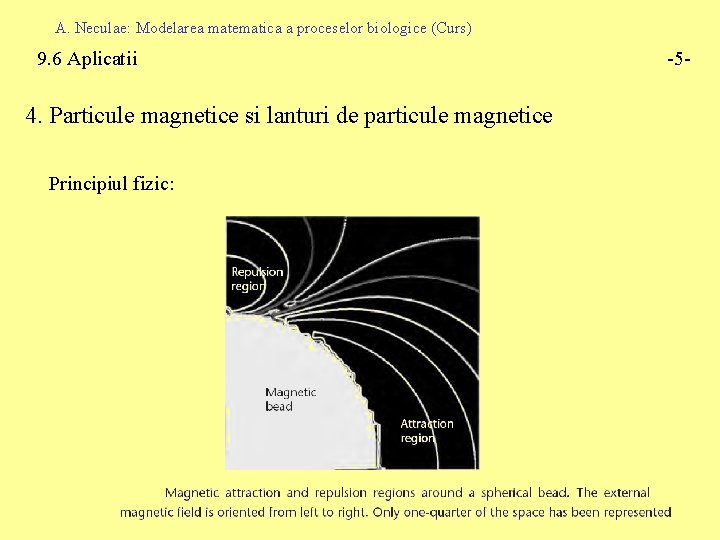 A. Neculae: Modelarea matematica a proceselor biologice (Curs) 9. 6 Aplicatii 4. Particule magnetice