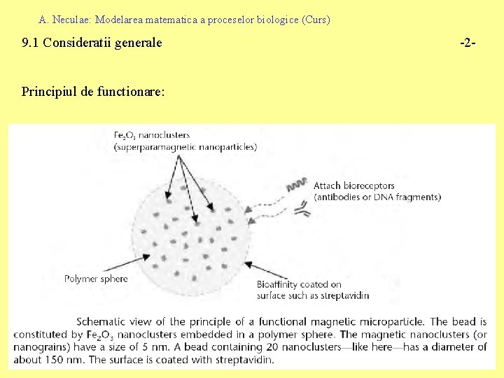A. Neculae: Modelarea matematica a proceselor biologice (Curs) 9. 1 Consideratii generale Principiul de