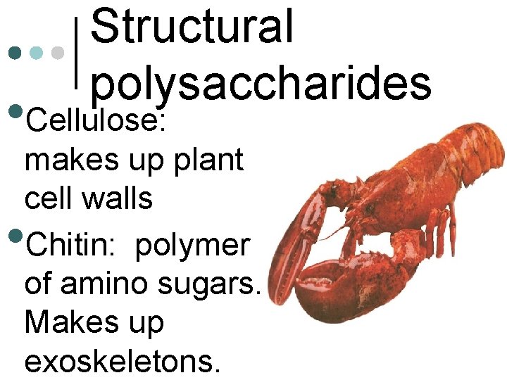 Structural polysaccharides • Cellulose: makes up plant cell walls Chitin: polymer of amino sugars.