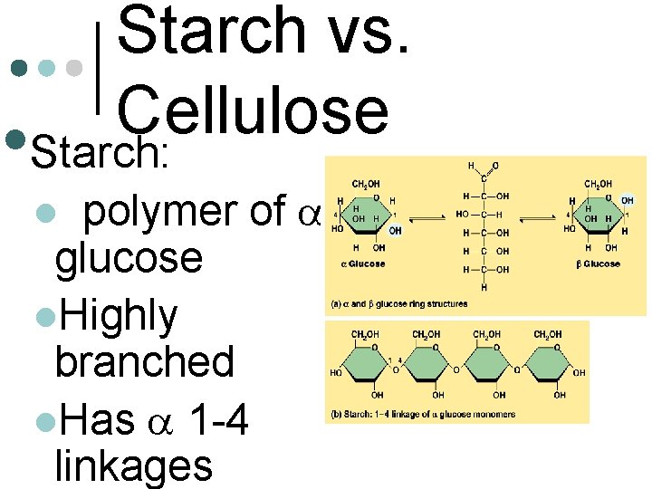 Starch vs. Cellulose • Starch: polymer of aglucose l. Highly branched l. Has a