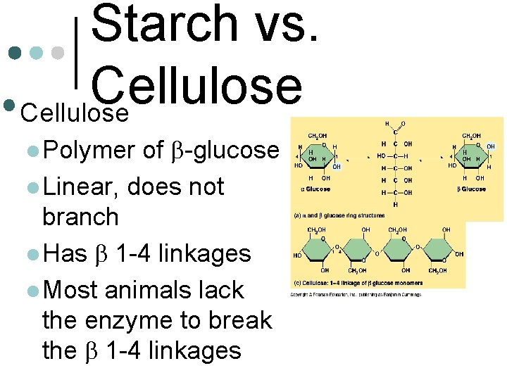 Starch vs. Cellulose • Cellulose of b-glucose l Linear, does not branch l Has