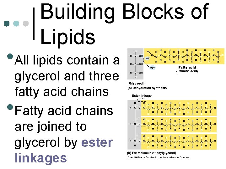 Building Blocks of Lipids • All lipids contain a • glycerol and three fatty
