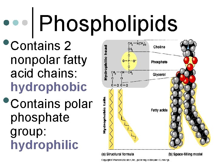 Phospholipids • Contains 2 • nonpolar fatty acid chains: hydrophobic Contains polar phosphate group:
