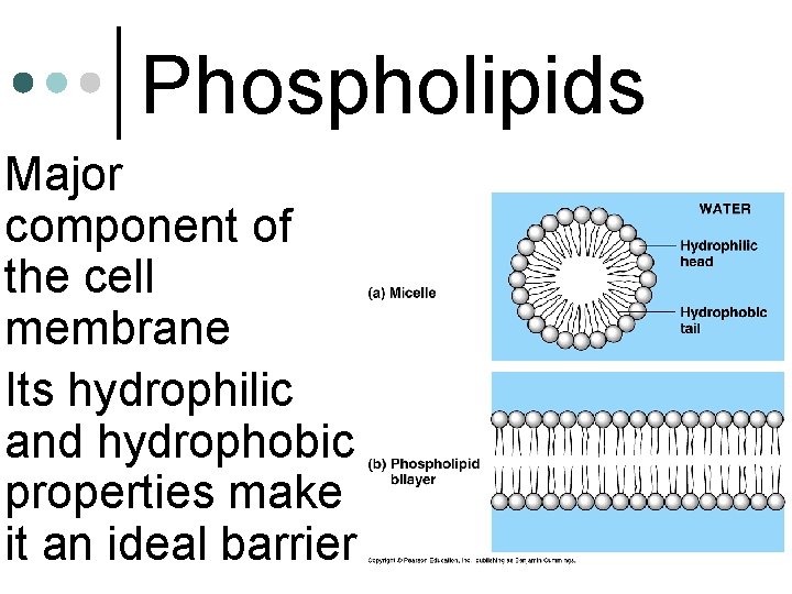  • Major • Phospholipids component of the cell membrane Its hydrophilic and hydrophobic