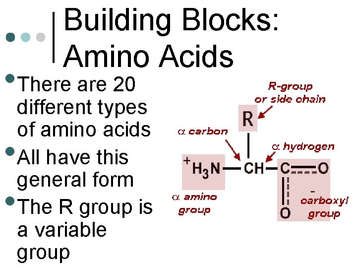 Building Blocks: Amino Acids • There are 20 • • different types of amino
