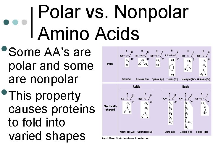 Polar vs. Nonpolar Amino Acids • Some AA’s are • polar and some are