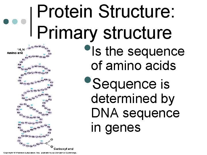Protein Structure: Primary structure • Is the sequence of amino acids Sequence is determined