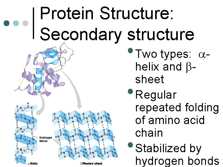 Protein Structure: Secondary structure • Two types: • • a- helix and bsheet Regular