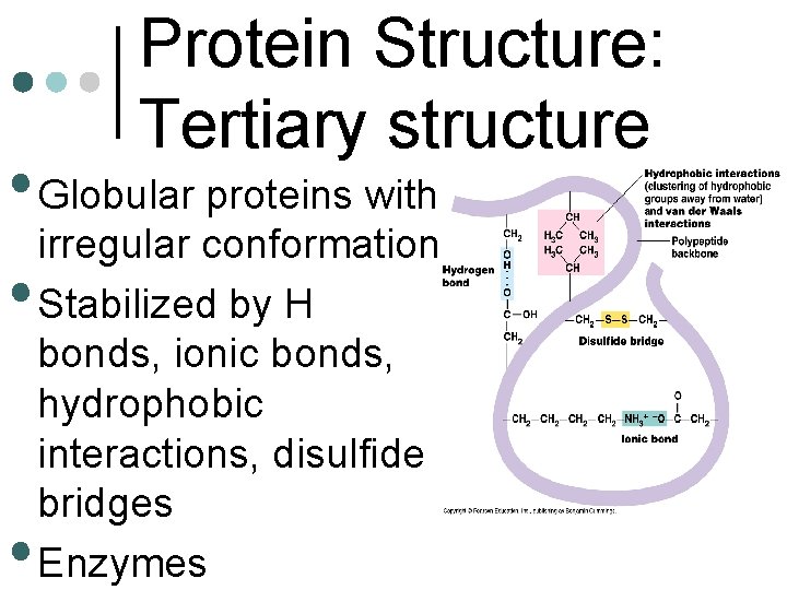 Protein Structure: Tertiary structure • Globular proteins with irregular conformation • Stabilized by H
