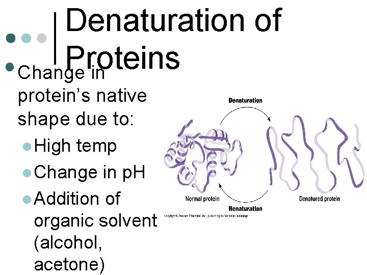 Denaturation of Proteins • Change in protein’s native shape due to: l High temp