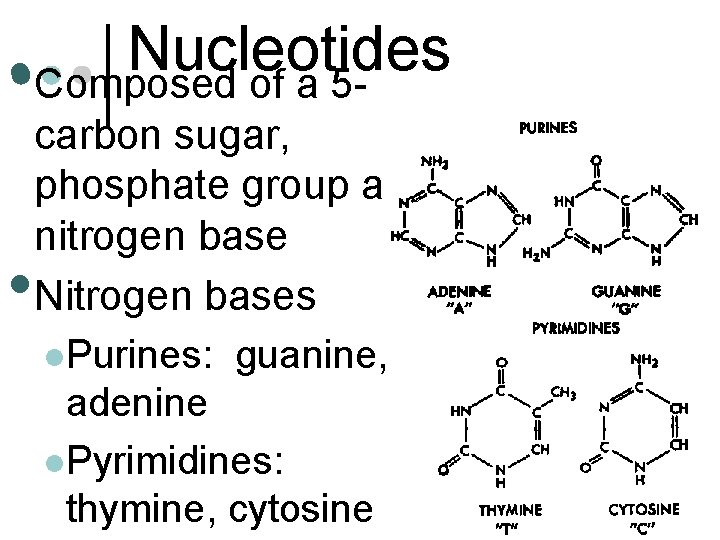 Nucleotides • Composed of a 5 - • carbon sugar, phosphate group and nitrogen