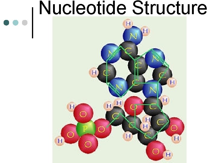 Nucleotide Structure 