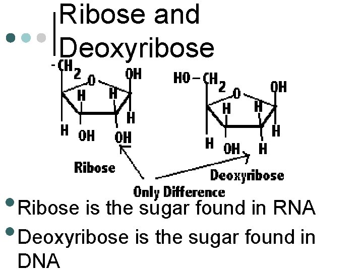 Ribose and Deoxyribose • Ribose is the sugar found in RNA • Deoxyribose is