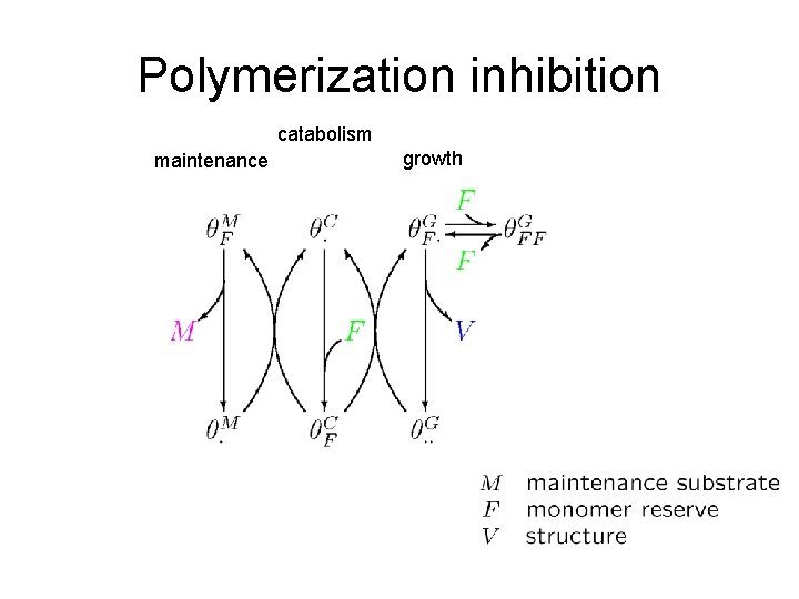 Polymerization inhibition catabolism maintenance growth 