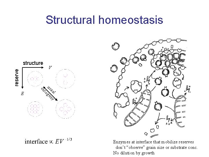 Structural homeostasis reserve structure E V on usu to al ge ny Enzymes at