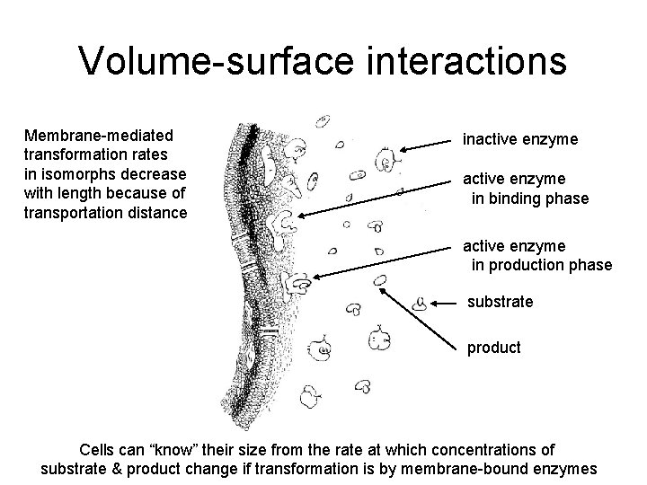 Volume-surface interactions Membrane-mediated transformation rates in isomorphs decrease with length because of transportation distance