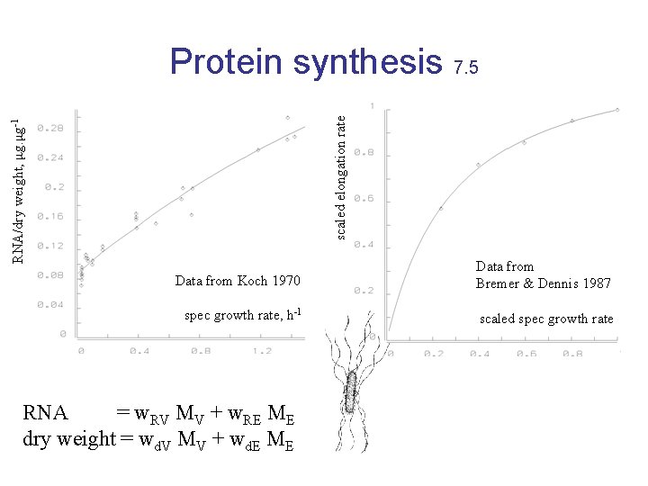 RNA/dry weight, μg. μg-1 scaled elongation rate Protein synthesis 7. 5 Data from Koch