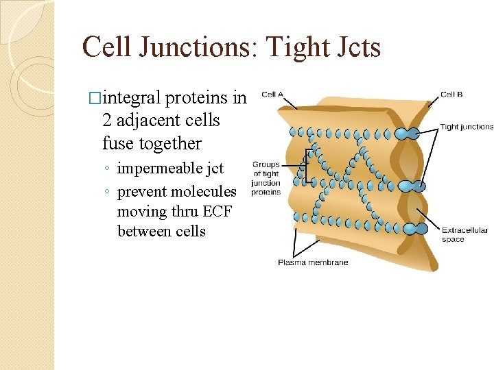 Cell Junctions: Tight Jcts �integral proteins in 2 adjacent cells fuse together ◦ impermeable