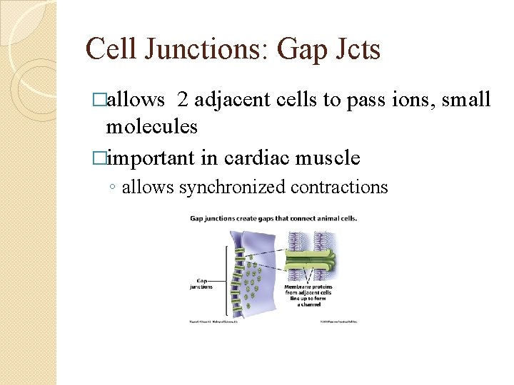 Cell Junctions: Gap Jcts �allows 2 adjacent cells to pass ions, small molecules �important