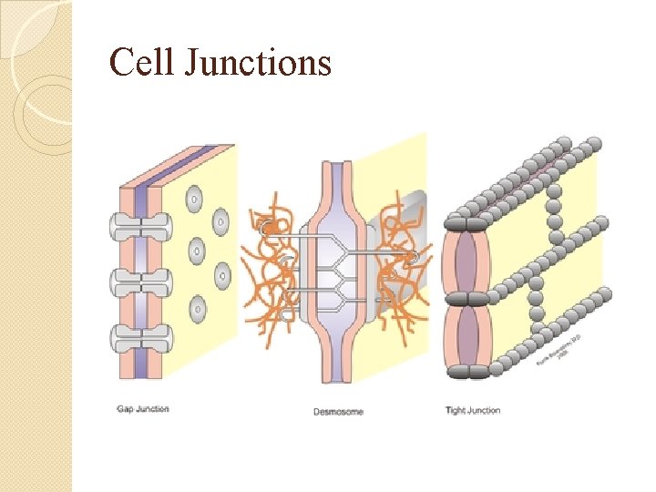 Cell Junctions 