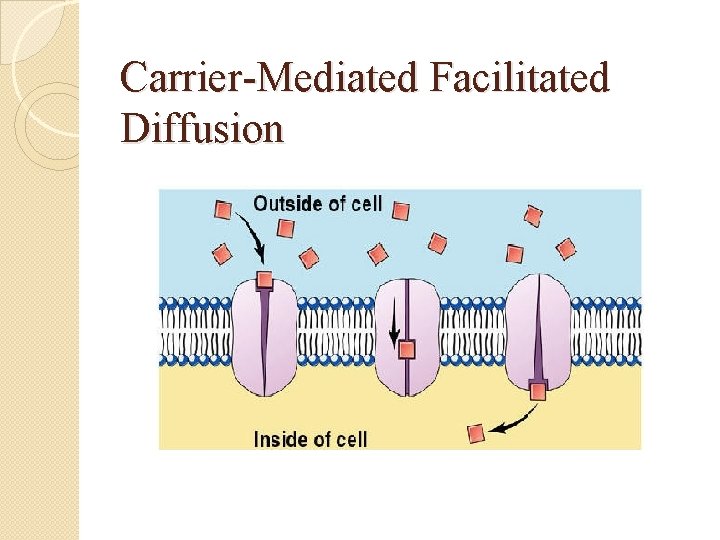 Carrier-Mediated Facilitated Diffusion 