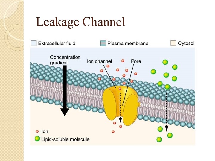 Leakage Channel 