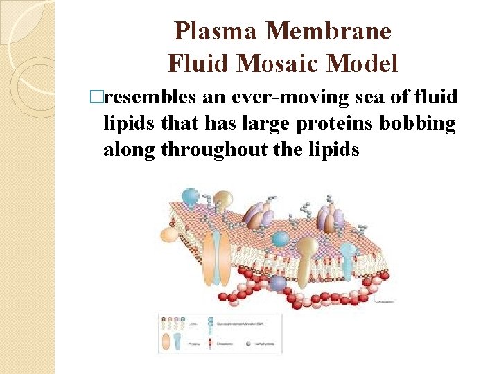 Plasma Membrane Fluid Mosaic Model �resembles an ever-moving sea of fluid lipids that has